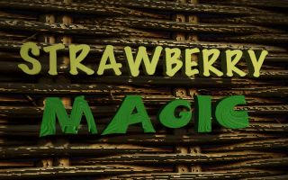 Strawberry Magic Strawberry Magic