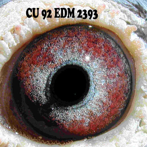 h92%202393e.jpg