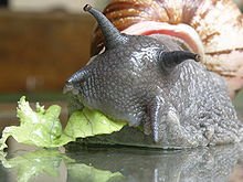 220px-Brazilian_Snail.jpg