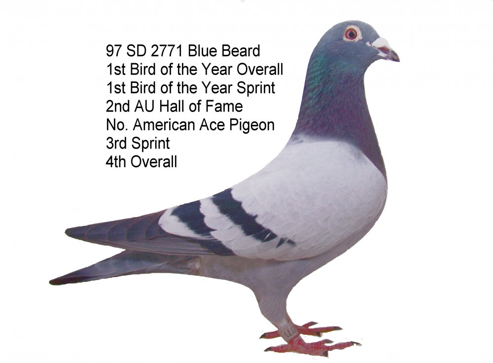 2771.1.jpg