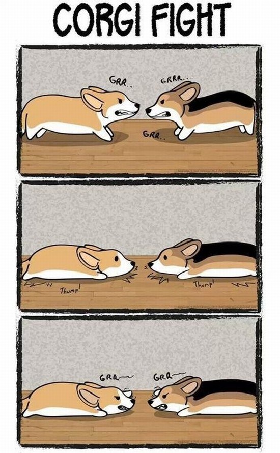 Corgi-Fight.jpg?resize=550%2C891