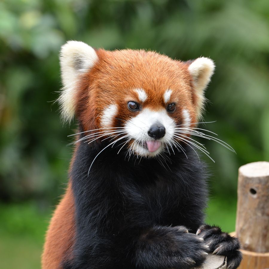 2.+Red+Panda+by+Zen+Ding.jpg