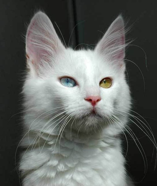 6-103276-odd-eyed-turkish-angora-cat-143