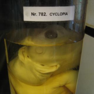 Cyclopia_sample_782.jpg