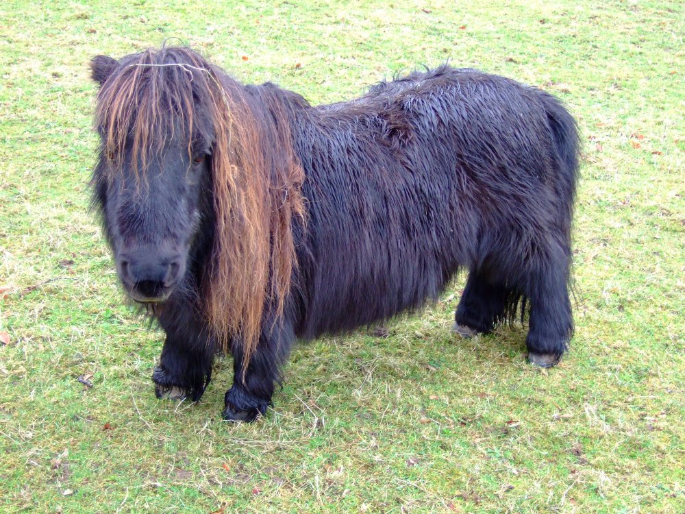 Dutch_dwarf_horse.jpg