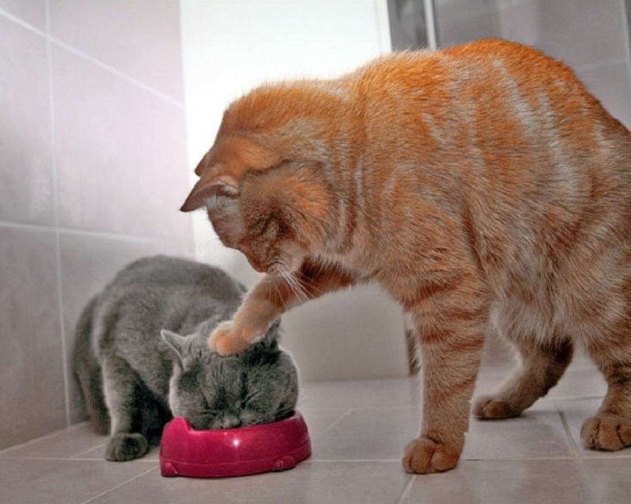 Funny-Cats-Wallpaper-cats-28363005-1280-