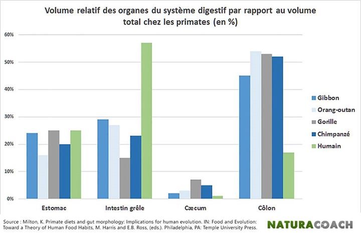 Volume-intestin-primates.jpg