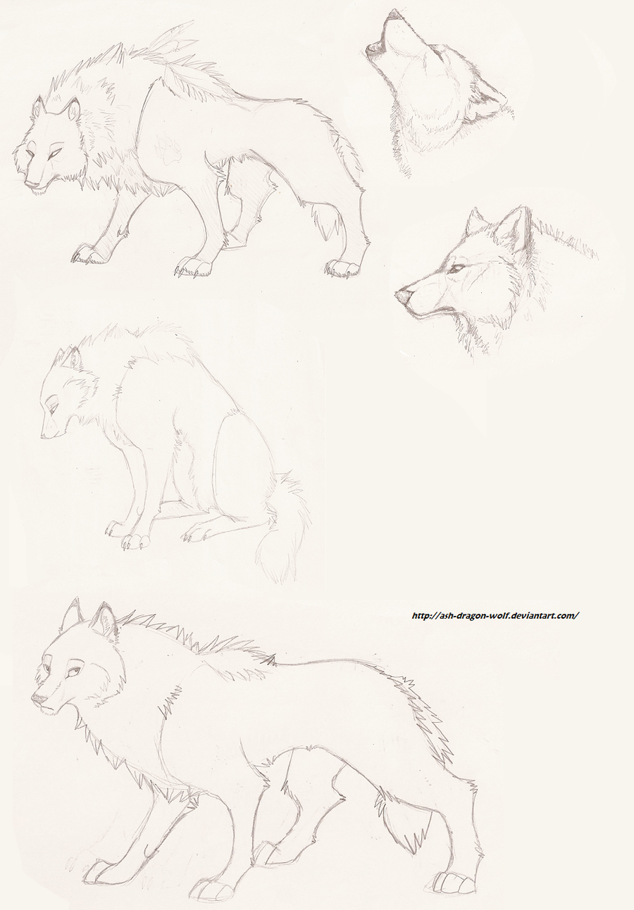 Wolf_Sketch_by_Ash_Dragon_wolf.png