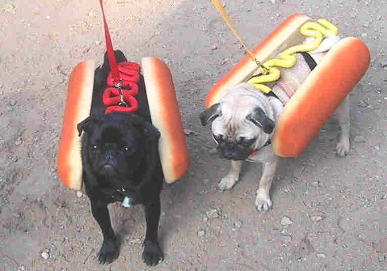animaux-chiens-hot-dogs.jpg