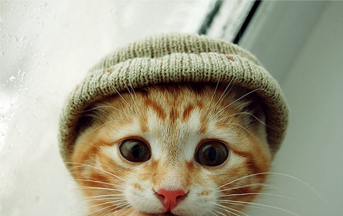 cat-with-hat.jpg