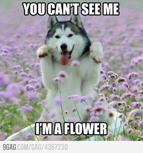 cute-dog-flower-funny-Favim.com-2063855.
