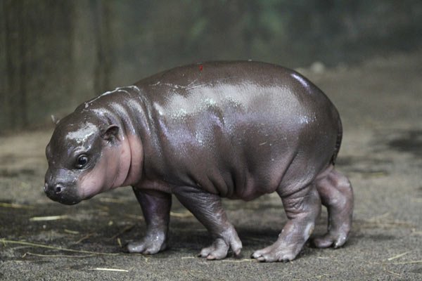 hippopotame-nain-4.jpg
