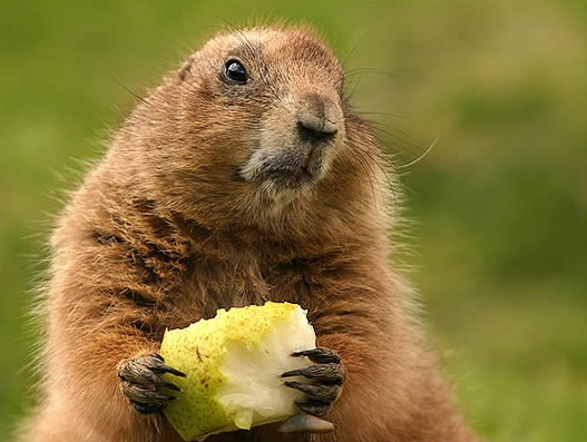 marmot.jpg