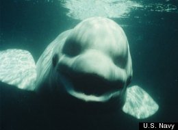 s-BELUGAWHALEHUMAN-NOISES-large.jpg