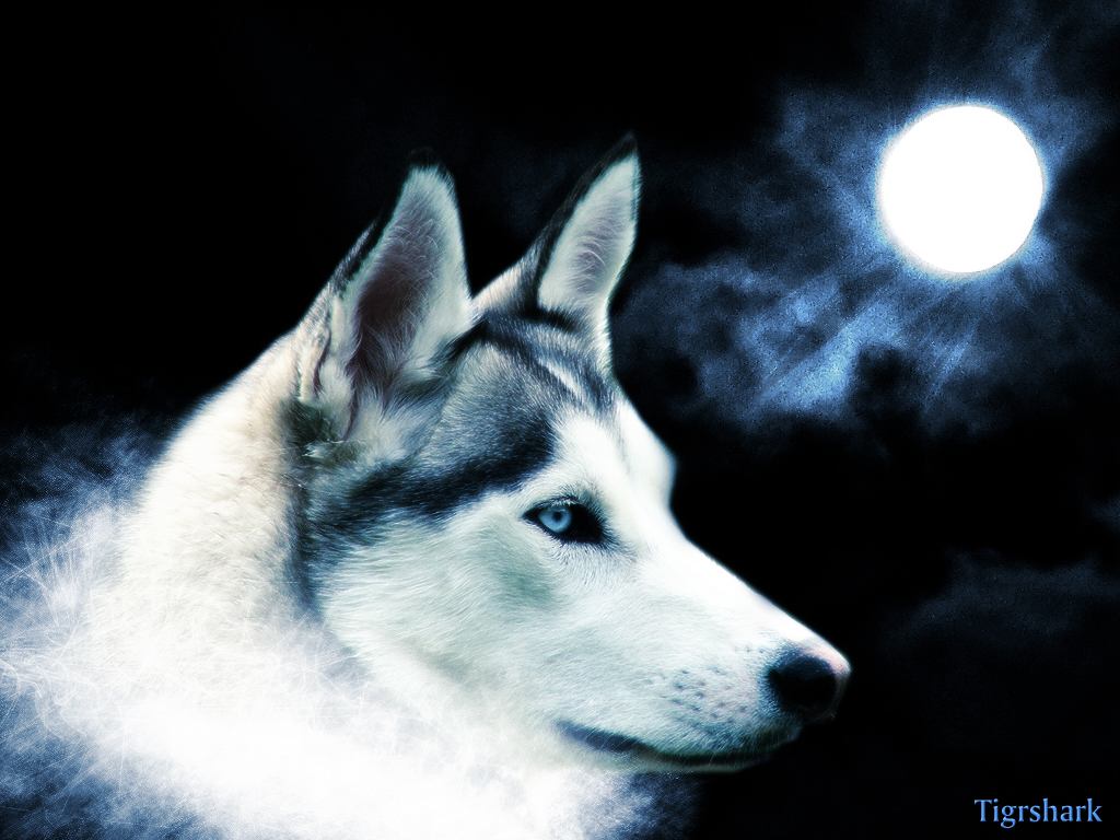 wolf_wallpaper_by_Tigrshark.jpg