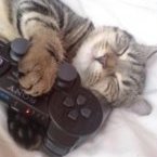 TheCatGamer