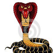 Cobra04