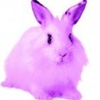 PurpleRabbitz