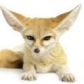Fenneczer