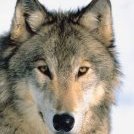 loup84