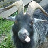 Bouc95