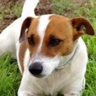BariolLeChien