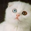 PtitChaton