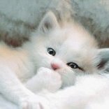 Chatouille43