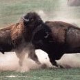 BISONNOIR