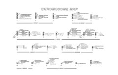 Chromosome Map - Front.jpg