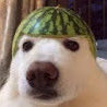 Lamasticot