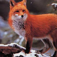 Marechalfox