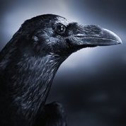 JunkyCrow