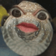 KpBororo