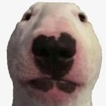 WalterTheDog