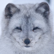 RavenRTKBobieBG