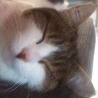 Lechatdu17