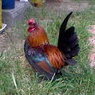 clono