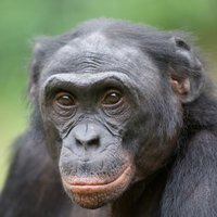 Bonobo123