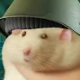 Rickorer