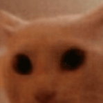 CodCat