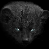 WildMarten