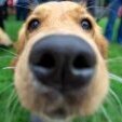 DoggoisCuterthanYOU