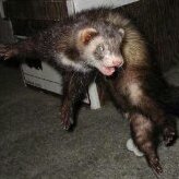 FadaFuret666