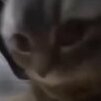 Batsybats