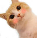 Fluwuffy