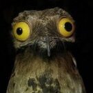 AriesNoPigeon