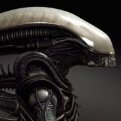 Pheonixray