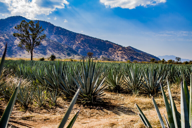 mexique-agave.jpg.f4a2b2bdc5b29348052b3dd148dba94b.jpg