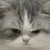 angrycat